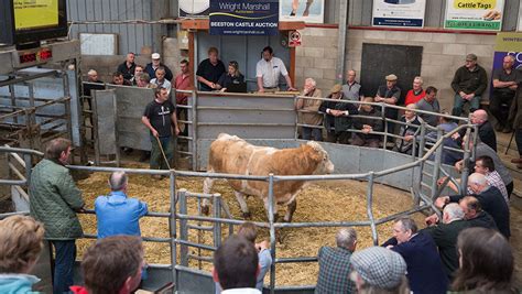 livestock auction market report